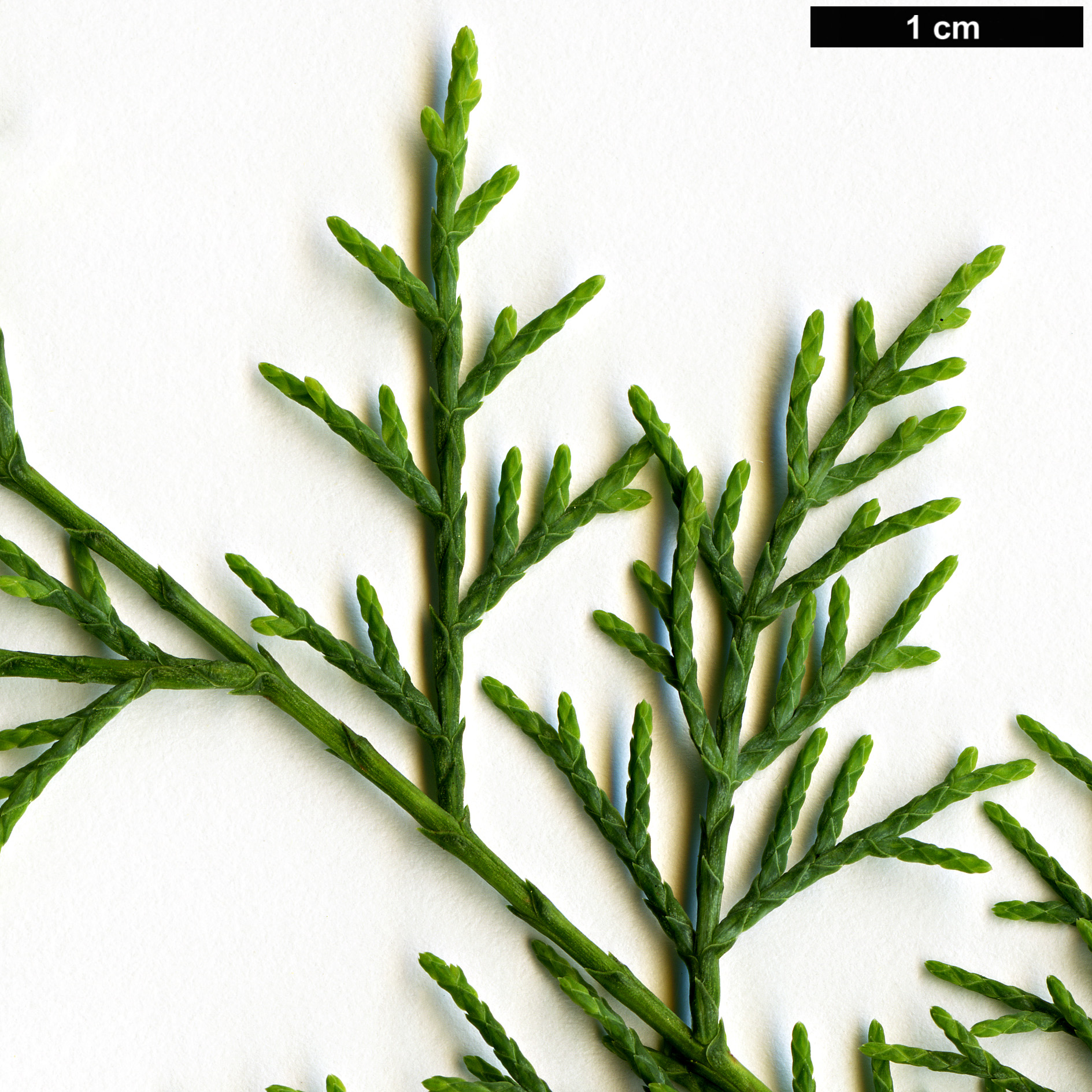 High resolution image: Family: Cupressaceae - Genus: Cupressus - Taxon: duclouxiana 